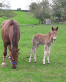 First picture of Cotswold Farm Park's new Suffolk Punch foal Image