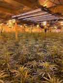 CAUGHT GREEN-HANDED: Gang scarpers after making hash of drug farm Image
