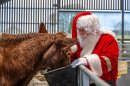 Cotswold Farm Park throws open its barn doors to a magical Christmas Image